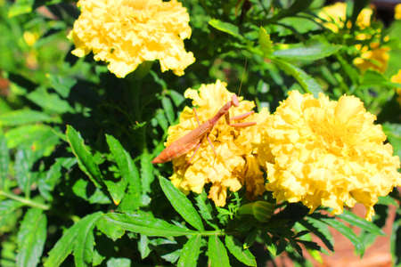 mantisの写真素材