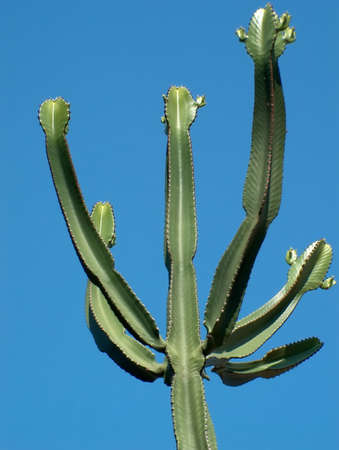 cactusの写真素材