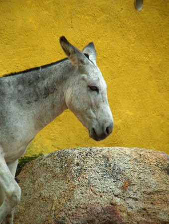 donkey in Mexicoの写真素材
