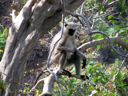 monkey on a tree in India
