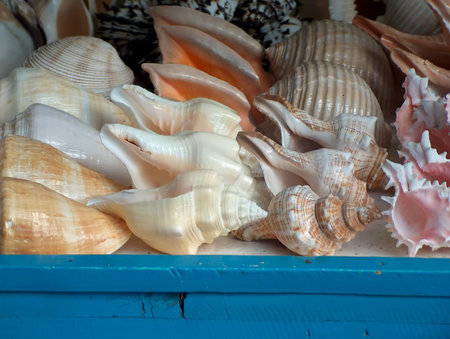 many shells on a blue table
