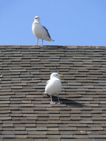 seagulls on a roofの写真素材