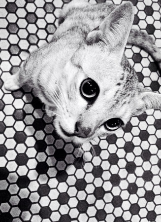 Black and white photo of a stray cat with extremely lovely eyes.