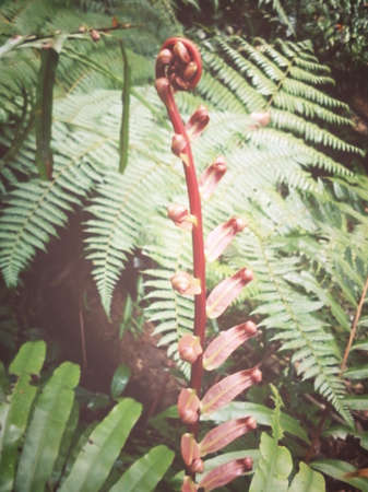 A red fern amongst the greensの素材