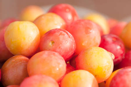 Wild plums freshly picked red and yellow detailの写真素材