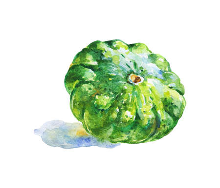 Watercolor green circle squash. Hand drawn vegetable on white background. Painting isolated food illustrationの写真素材