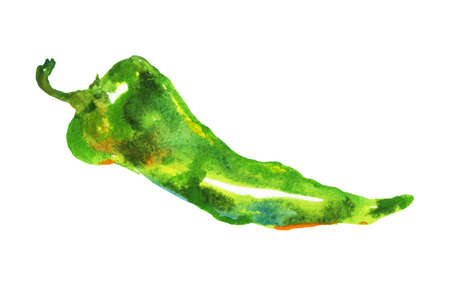 Hand drawn hot green chili, jalapeno pepper. Watercolor  vegetable on white background. Painting isolated food illustrationの写真素材