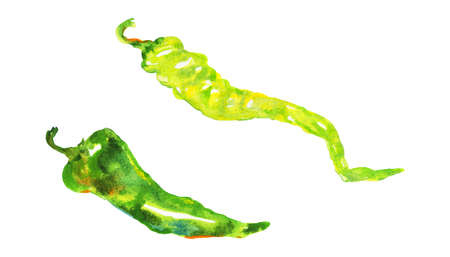 Watercolor hot green chili, jalapeno pepper. Hand drawn set of vegetables on white background. Painting isolated food illustrationの写真素材