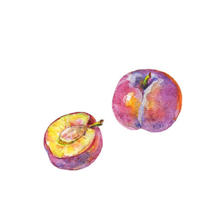 Hand drawn set of ripe and whole plums. Watercolor fresh fruit on white background. Painting isolated illustrationの写真素材