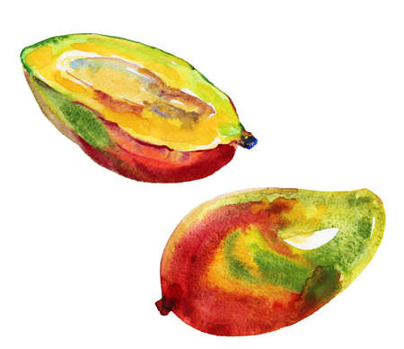 Hand drawn mango. Watercolor fresh tropical fruit on white background. Painting isolated illustrationの写真素材