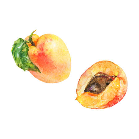 Watercolor set of fresh apricots. Hand drawn ripe fruit on white background. Painting food illustrationの写真素材