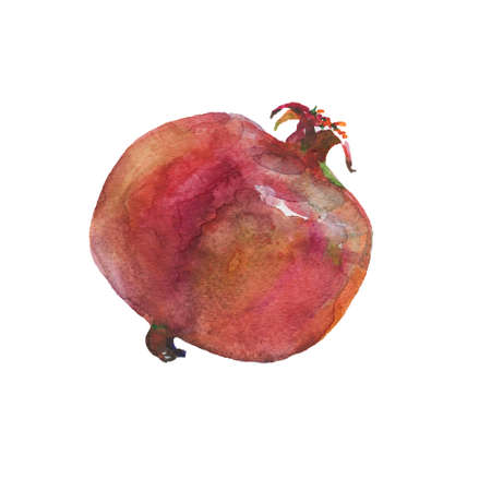 Hand drawn pomegranate. Watercolor fresh fruit on white background. Painting isolated illustrationの写真素材