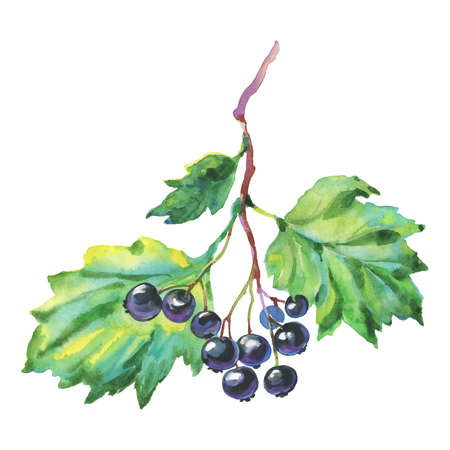 Hand drawn black currant, hawthorn. Watercolor branch and berries on white background. Painting isolated illustrationの写真素材