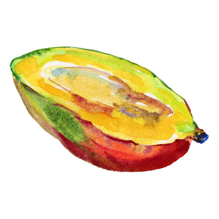 Hand drawn mango. Watercolor fresh tropical fruit on white background. Painting isolated illustrationの写真素材
