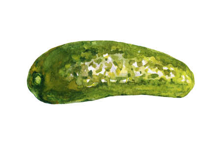 Watercolor painting pickle cucumber on white background. Hand drawn vegetable illustrationの写真素材