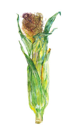 Watercolor corn cob on white background. Hand drawn vegetable illustration. Painting maizeの写真素材