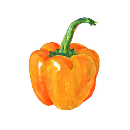 Watercolor orange paprika on white background. Hand drawn vegetable illustration. Painting bell pepperの写真素材