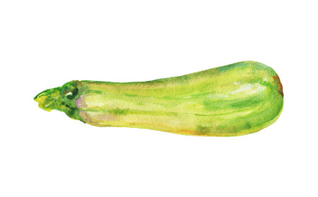 Watercolor squash. Painting zucchini on white background. Hand drawn vegetable illustrationの写真素材