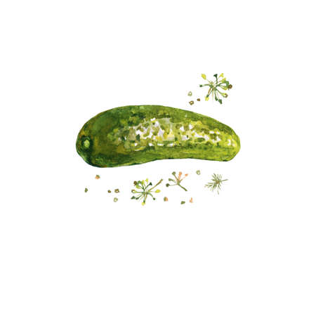 Watercolor painting pickle cucumber on white background. Hand drawn vegetable illustrationの写真素材