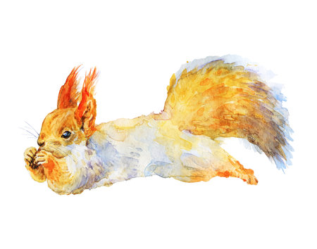 Watercolor squirrel with nut. Hand drawn cute animal on white background. Painting realistic illustrationの写真素材