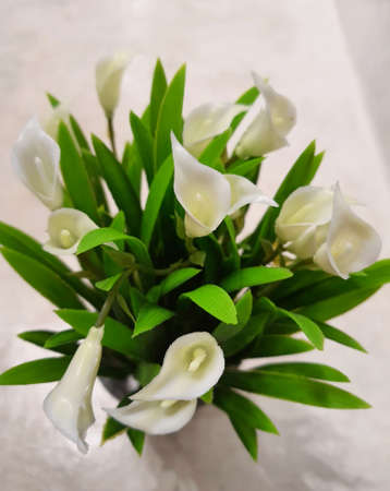 White lilies in pots for table decoration.の写真素材