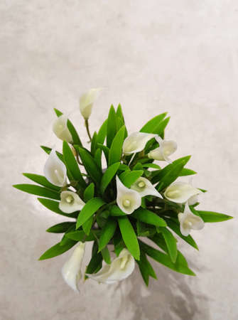 White lilies in pots for table decoration.の写真素材