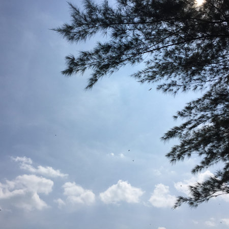Dense leaves and tree branches with a point of view looking up, towards the sky. The blue sky is...