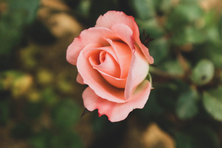 Pink roses are blooming. Roses with a dark pink color symbolize gratitude and appreciation. Roses with a paler pink color are used as a symbol of gentleness and are often given in activities that involve sympathy.の写真素材