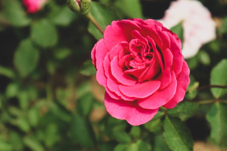 Red roses in bloom. Red roses are often given on Valentine's Day because they signify love, commitment, romance, respect, and passion.の写真素材
