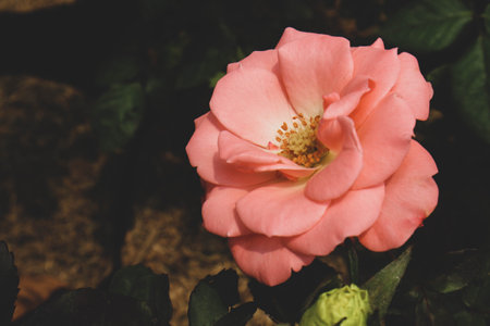 Pink roses are blooming. Roses with a dark pink color symbolize gratitude and appreciation. Roses with a paler pink color are used as a symbol of gentleness and are often given in activities that involve sympathy.の写真素材