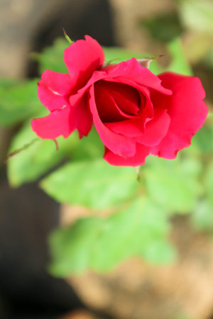 Red roses in bloom. Red roses are often given on Valentine's Day because they signify love, commitment, romance, respect, and passion.の写真素材