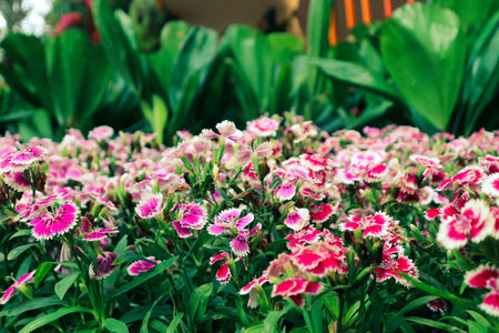 Dianthus barbatus or known as Sweet William is a species of Dianthus native to southern Europe and spread to parts of Asia. Sweet William symbolizes courage.の写真素材