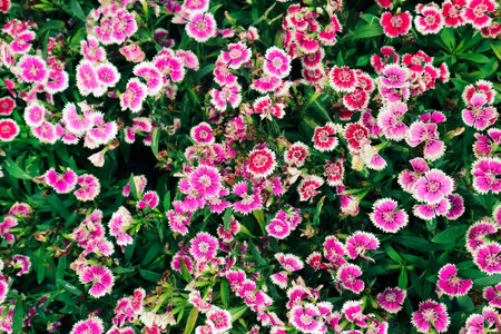 Dianthus barbatus or known as Sweet William is a species of Dianthus native to southern Europe and...
