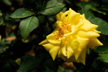 A blooming rose, this rose is yellow with red edges. This rose is associated with friendship and cheerfulness because of its bright color.の写真素材