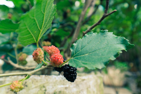 Mulberry fruit (Morus sp.) is a berry that comes from a tree called Morus Alba. In English, this fruit is known as mulberry. There are also those who know this fruit as 'Shahtoot'.のeditorial素材
