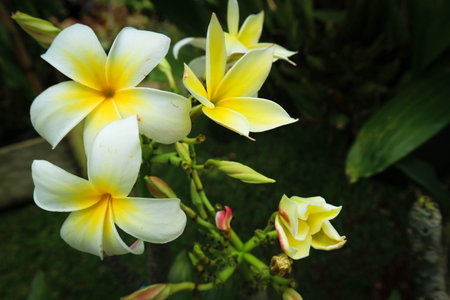 Frangipani flowers in bloom in white color. In Hinduism, frangipani can be interpreted as dedication and devotion. In Buddhism, this flower means a symbol of immortality.のeditorial素材