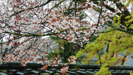 Cherry blossoms are blooming in a village in Kyoto, this village is very calm in cloudy weather.の写真素材