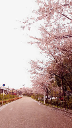 Cherry blossoms are blooming in a village in Kyoto, this village is very calm in cloudy weather.の写真素材