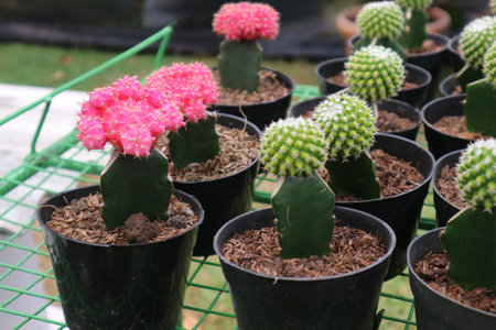 The Gymno Shocking Pink Cactus Plant is a type of gymno cactus that has striking pink flower heads. Gymno cactus or Gymnocalycium, also known as chin cactus.の写真素材