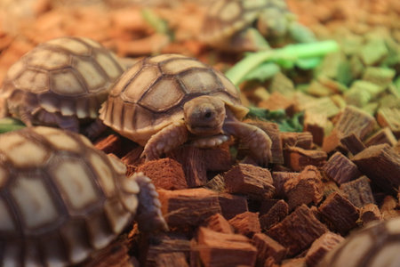Sulcata Baby tortoises, have grooves, or deep lines on their shells. This turtle is also nicknamed the 'spur tortoise' or 'African Spur Thigh tortoise', because it has cone-shaped spurs on its hind thighs.の写真素材