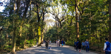 Japan on April 2019. Tourists walking at the entrance of the Harajuku City Forest heading to Meiji Shrine. Meiji Shrine is famous for its Yoyogi Park and Harajuku City Forest.のeditorial素材