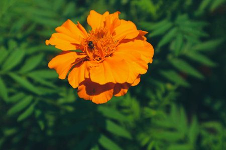 This is a photo of the Tagetes erecta plant with a bee on it. This plant is commonly called the Aztec marigold, Mexican marigold, big marigold, cempazÃºchitl or cempasÃºchil is a species of flowering plant in the genus Tagetes native to Mexico. Despite its being native to the Americas, it is often called African marigold.の写真素材