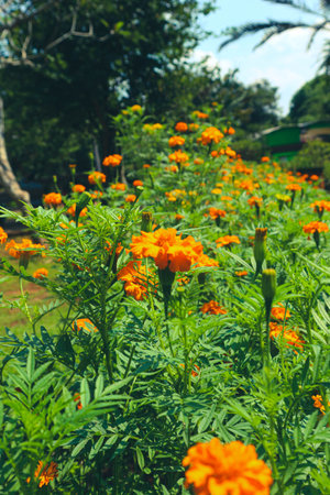 This is a photo of the Tagetes erecta plant with a bee on it. This plant is commonly called the Aztec marigold, Mexican marigold, big marigold, cempazÃºchitl or cempasÃºchil is a species of flowering plant in the genus Tagetes native to Mexico. Despite its being native to the Americas, it is often called African marigold.の写真素材