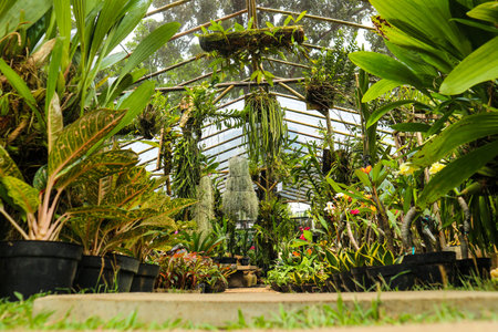 A pathway or walkway in a very lush garden with various plants. Made of cement that is shaped into a box and placed on the grass.の写真素材