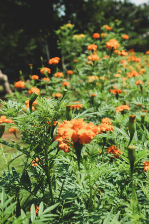 This is a photo of the Tagetes erecta plant with a bee on it. This plant is commonly called the Aztec marigold, Mexican marigold, big marigold, cempazÃºchitl or cempasÃºchil is a species of flowering plant in the genus Tagetes native to Mexico. Despite its being native to the Americas, it is often called African marigold.の写真素材