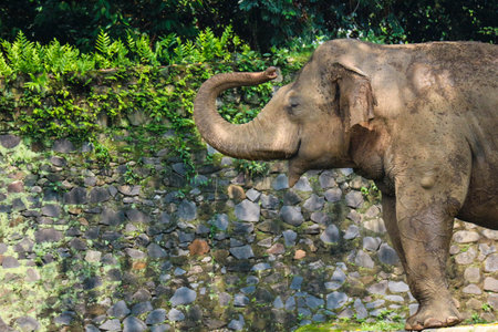 Sumatran elephant (Elephas maximus sumatranus) in the Ragunan Wildlife Park or Ragunan Zoo. This elephant is a subspecies of the Asian elephant that only lives on the island of Sumatra.の写真素材