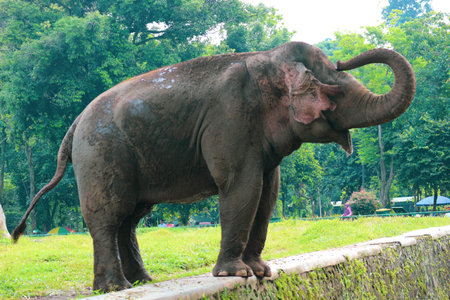 Sumatran elephant (Elephas maximus sumatranus) in the Ragunan Wildlife Park or Ragunan Zoo. This elephant is a subspecies of the Asian elephant that only lives on the island of Sumatra.の写真素材