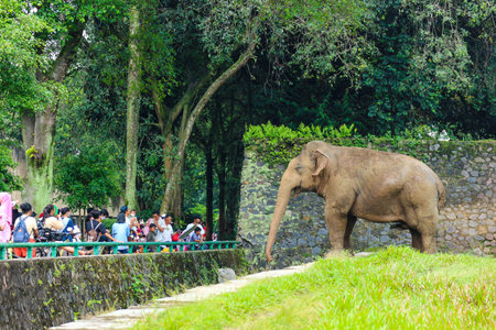 Sumatran elephant (Elephas maximus sumatranus) in the Ragunan Wildlife Park or Ragunan Zoo. This elephant is a subspecies of the Asian elephant that only lives on the island of Sumatra.のeditorial素材