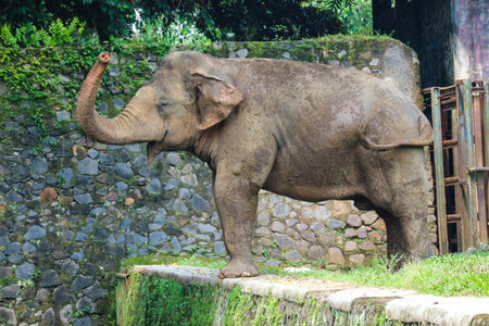Sumatran elephant (Elephas maximus sumatranus) in the Ragunan Wildlife Park or Ragunan Zoo. This elephant is a subspecies of the Asian elephant that only lives on the island of Sumatra.の写真素材