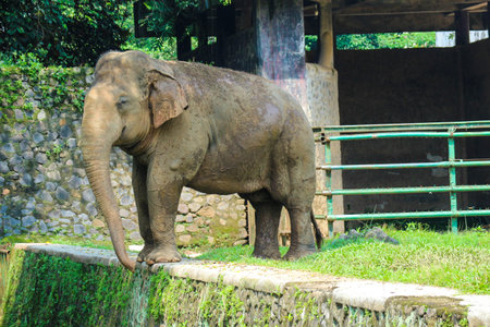Sumatran elephant (Elephas maximus sumatranus) in the Ragunan Wildlife Park or Ragunan Zoo. This elephant is a subspecies of the Asian elephant that only lives on the island of Sumatra.の写真素材